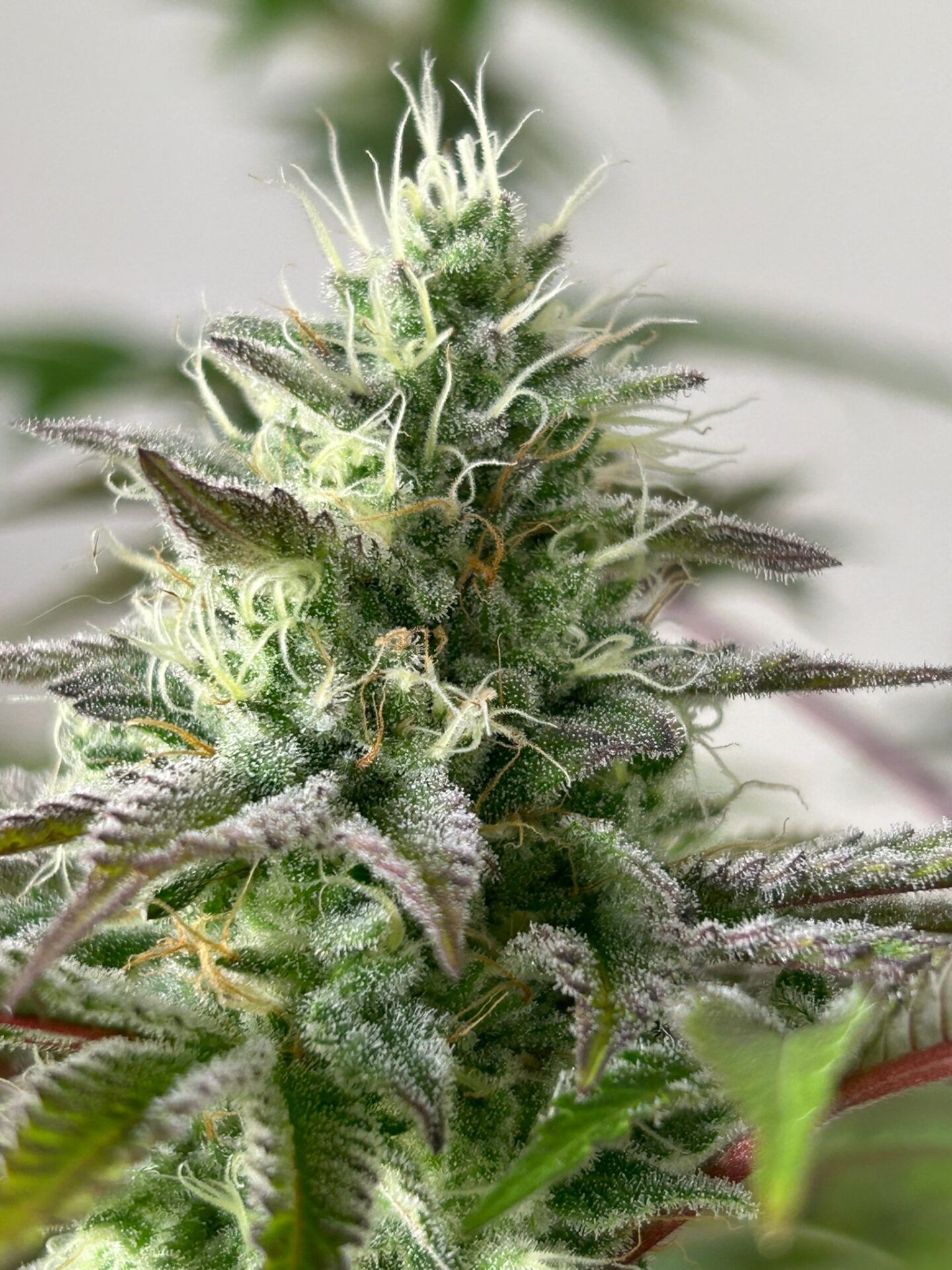 banana z r-kiem seeds