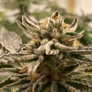 sublimator auto r-kiem seeds