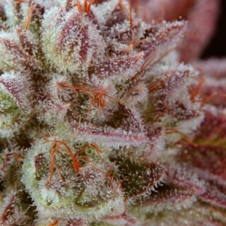 sublimator r-kiem seeds