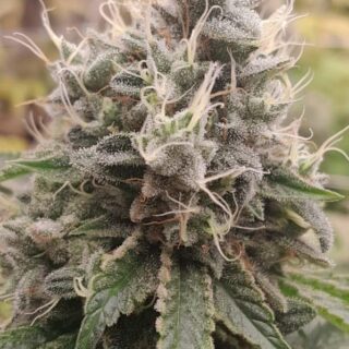 spaze gaz r-kiem seeds