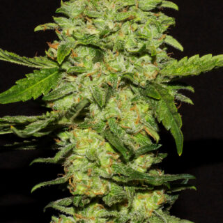 portela r-kiem seeds