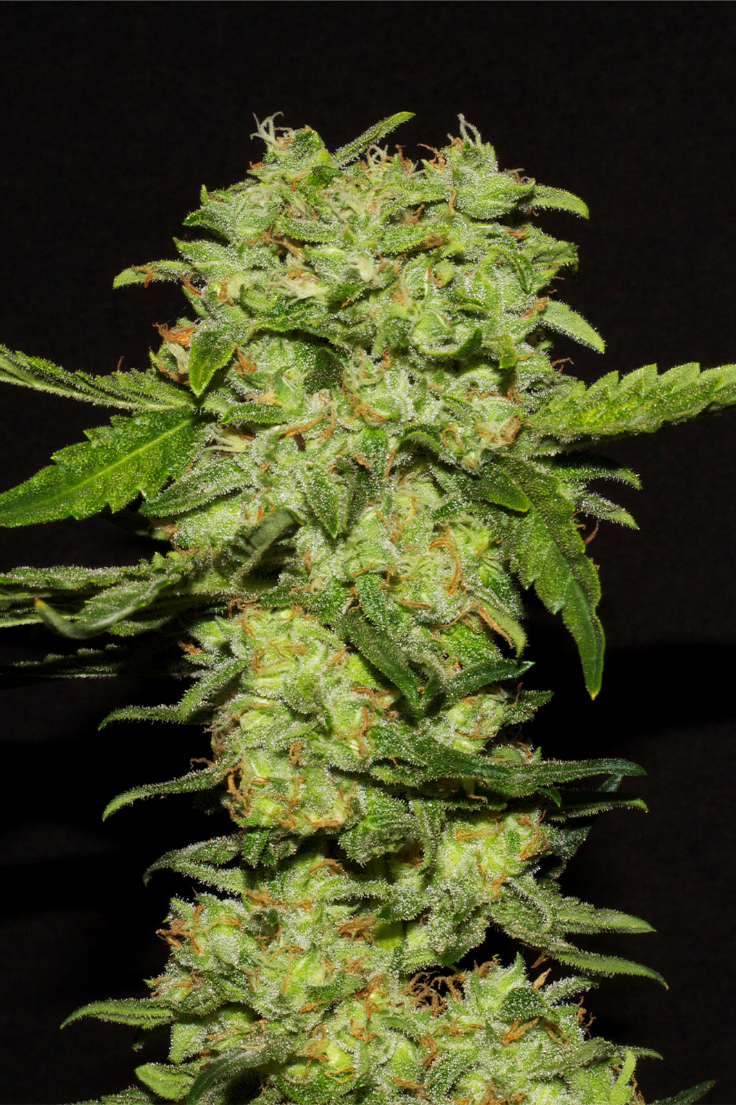 portela r-kiem seeds