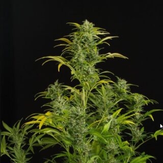 Blue Amnesia XXL auto