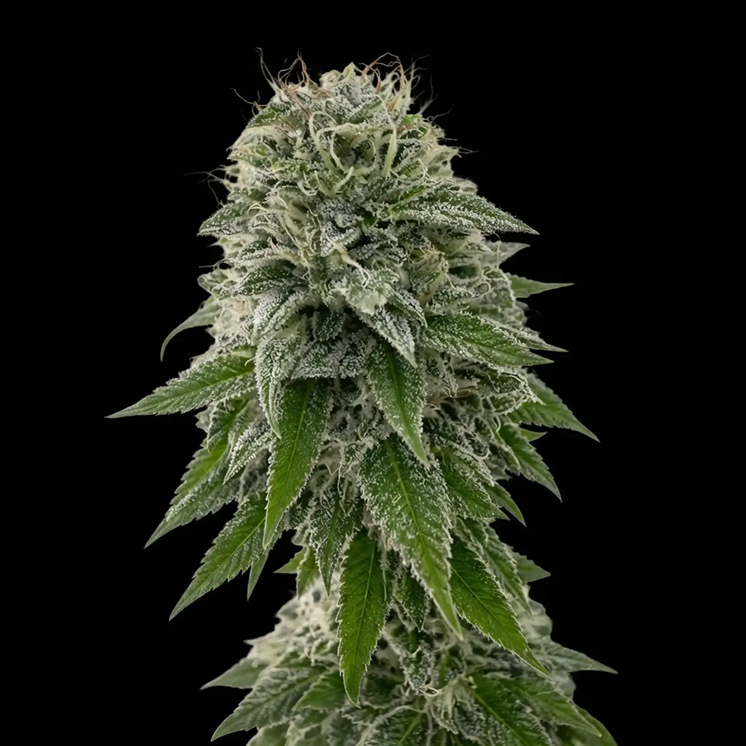 breath control ripper seeds
