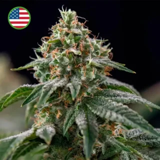 Gelato Feminizada 420 Seeds