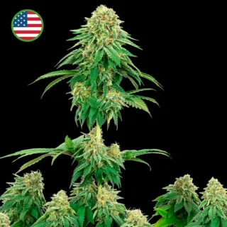 Girl Scout Cookies 420 Seeds