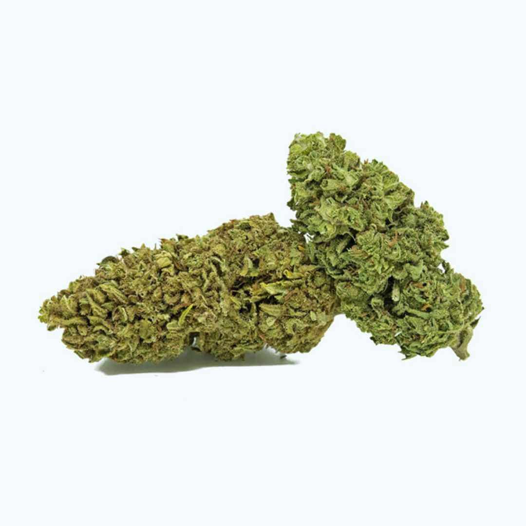 Moby Dick Gold Indoor CLS