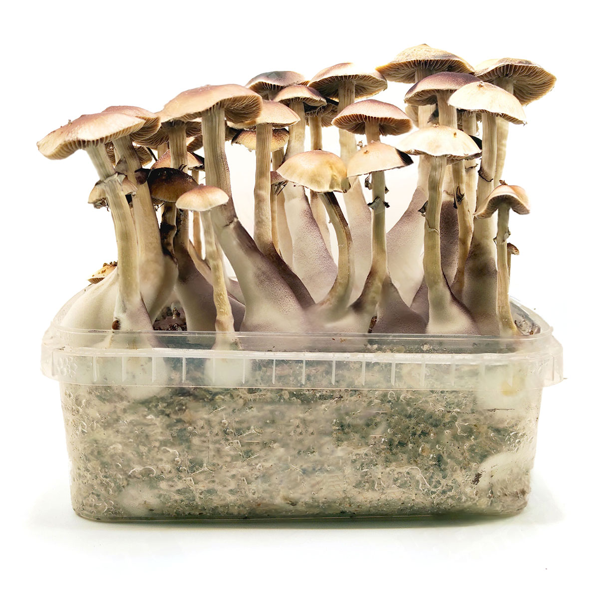 Pan de Setas Brasil 420