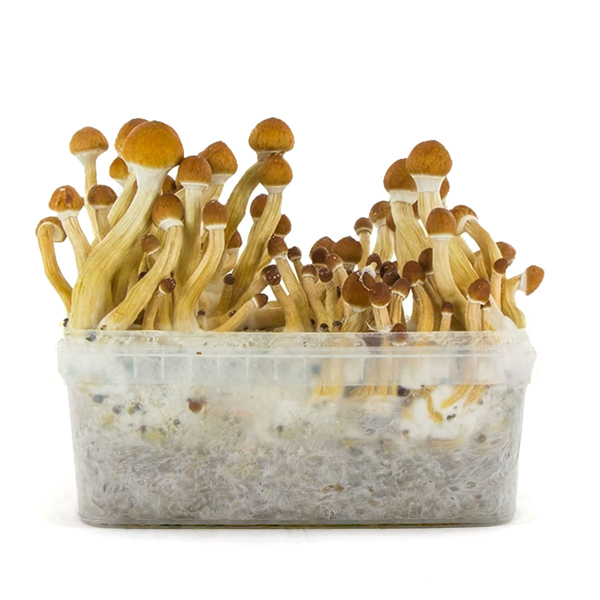 Pan de Setas Ecuador 420