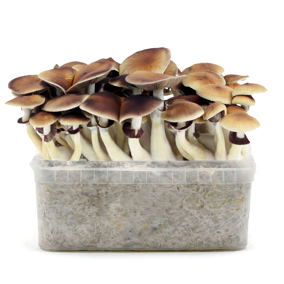 Pan de Setas Golden Teacher 420