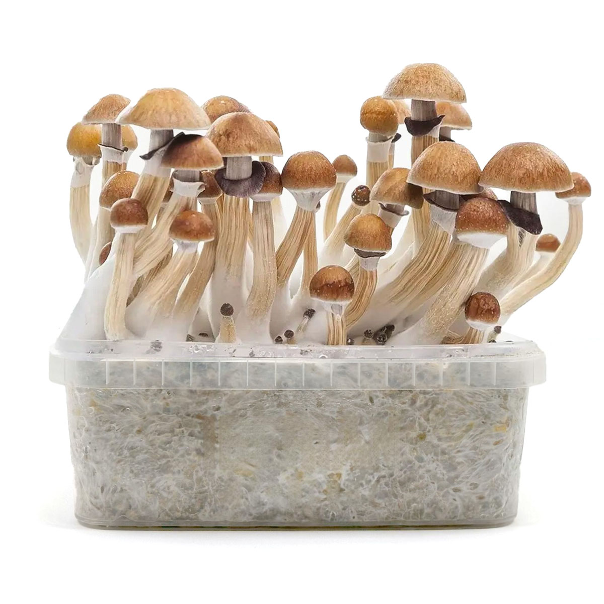 Pan de Setas Mc Kennaii 420