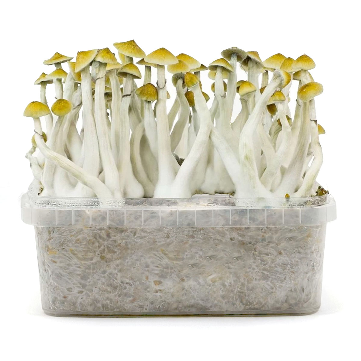 Pan de Setas Mexicana 420