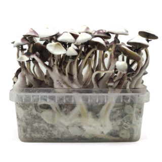 Pan de Setas Moby Dick 420