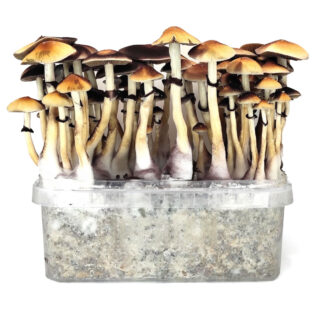 Pan de Setas Red boy 420