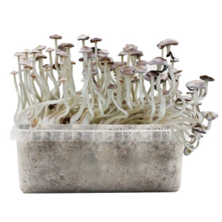 Pan de Setas Super Natalensis 420