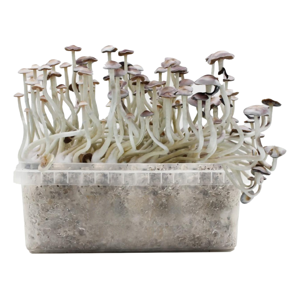 Pan de Setas Super Natalensis 420