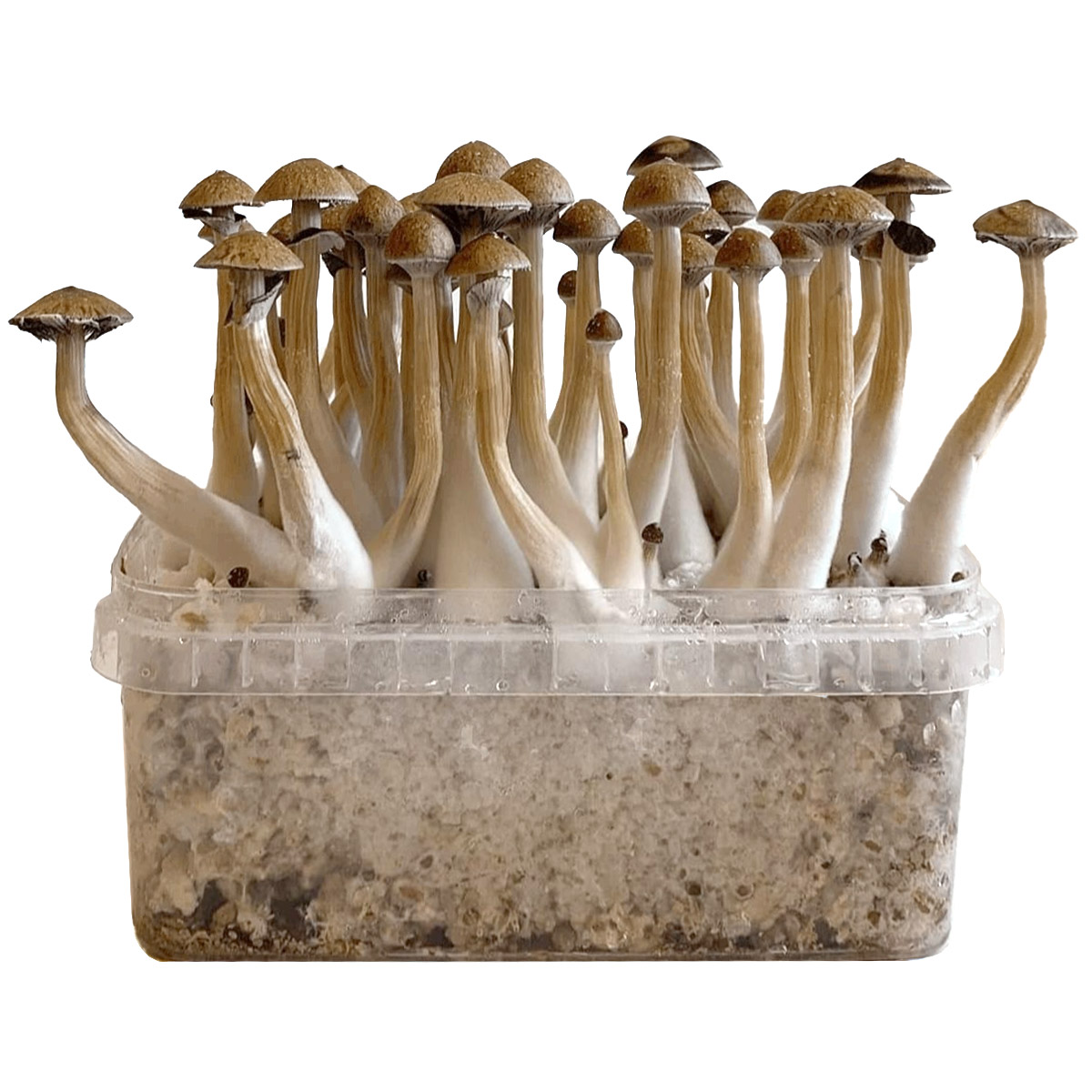 Pan de Setas Thai 420