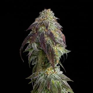420 ripper seeds
