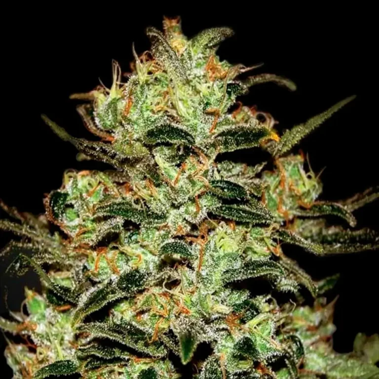 Moby Dick Feminizada 420 Seeds
