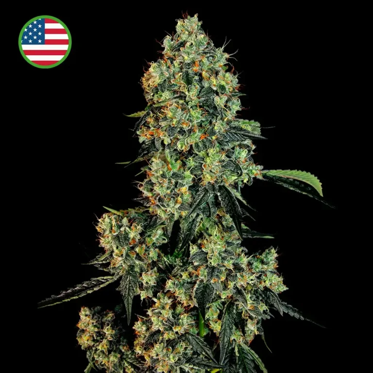 Og Kush Feminizada 420 Seeds