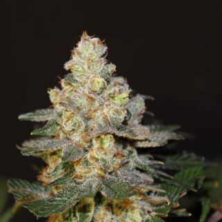 Ak47 feminizada 420 Seeds