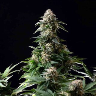 Amnesia Feminizada 420 Seeds