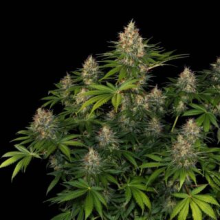 Bubble Gum auto 420 Seeds