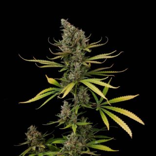 Cheese auto 420 Seeds