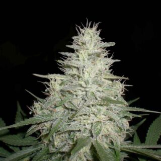 Semillas Chocolope Auto 420 Seeds