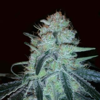 Chronic Feminizada 420 Seeds