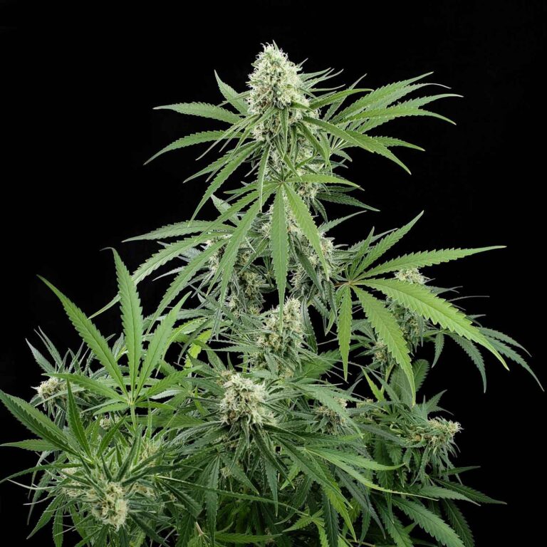 Critical + Feminizada 420 Seeds