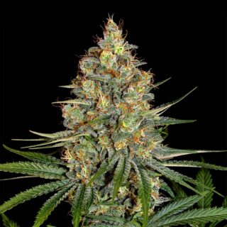 Diesel Feminizada 420 Seeds