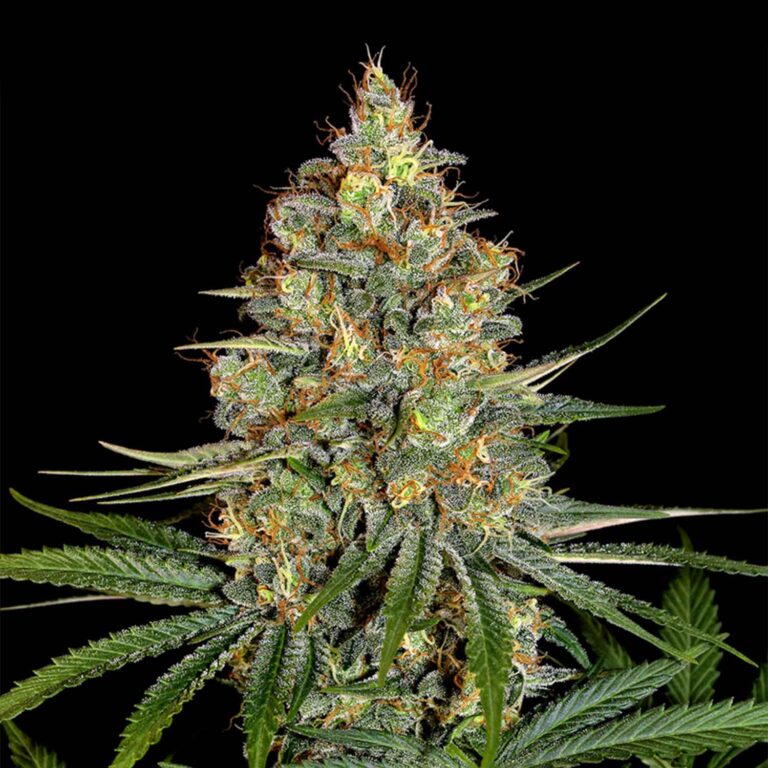 Diesel Feminizada 420 Seeds