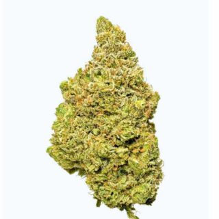 Gorilla Indoor Hidropónicas 420