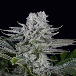 Gorilla Glue feminizada 420 Seeds