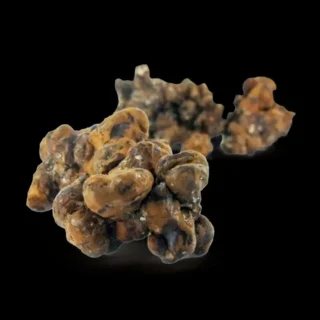 Trufas mágicas psilocybe Pandora