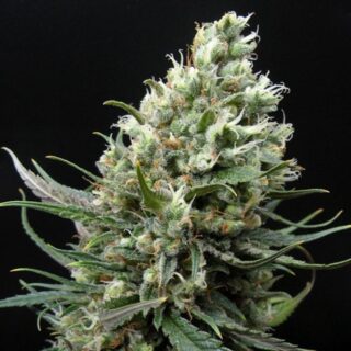 Ripper Haze Ripper Seeds
