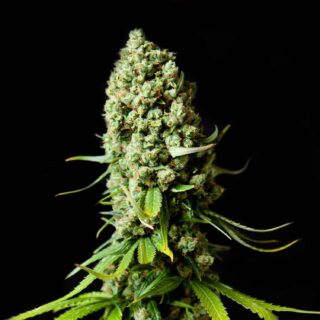 Super Skunk Feminizada 420 Seeds