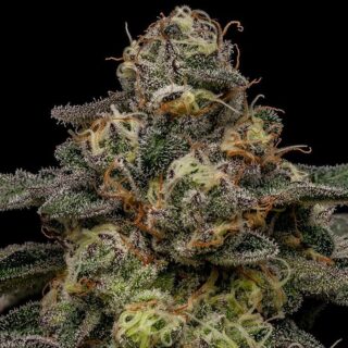zombie bride ripper seeds