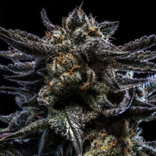 Zombie Kush Ripper Seeds