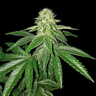 AK-47 Auto - 420 Seeds