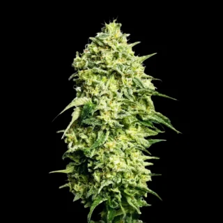 Amnesia Auto - 420 Seeds