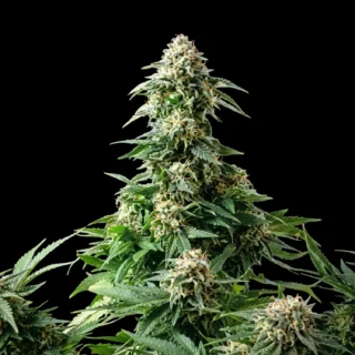 Blue Amnesia XXL Auto - 420 Seeds