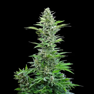 Critical Auto - 420 Seeds