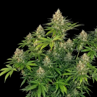 Gorilla Auto - 420 Seeds