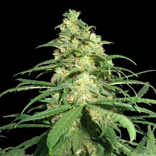 Super Skunk XXL Auto - 420 Seeds