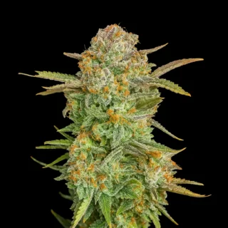 strawberry punch auto