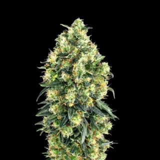 Super Skunk Auto - 420 Seeds