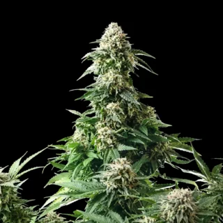 Amnesia - 420 Seeds