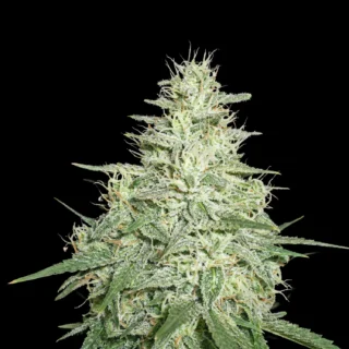 chocolope 420 seeds